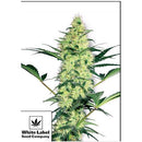 WHITE LABEL - WHITE DIESEL FEM - 3 SEEDS
