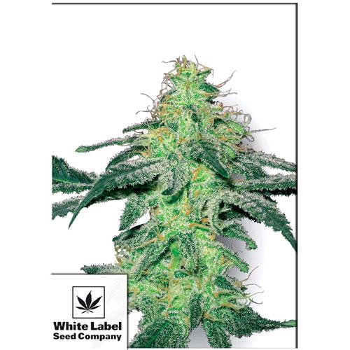 WHITE LABEL - WHITE SKUNK FEMINISED - 3 SEEDS