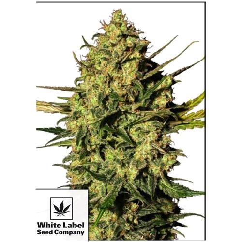 WHITE LABEL - MASTER KUSH AUTOMATIC - 3 SEEDS