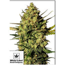 WHITE LABEL - MASTER KUSH AUTOMATIC - 5 SEEDS
