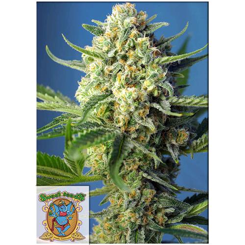 SWEET SEEDS - SAD SWEET AFGANI DELICIOUS AUTO - 100 SEEDS BULK