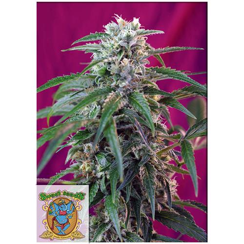 SWEET SEEDS - GREEN POISON AUTO - 5+2 SEEDS