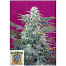 SWEET SEEDS - BIG FOOT FEM - 5+2 SEEDS