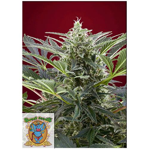 SWEET SEEDS - CREAM 47 FEM - 25 BULK SEEDS