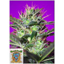 SWEET SEEDS - BOTAFUMEIROS FEM - 5+2 SEEDS