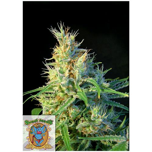 SWEET SEEDS - PSICODELICIA FEM - 3+1 SEEDS