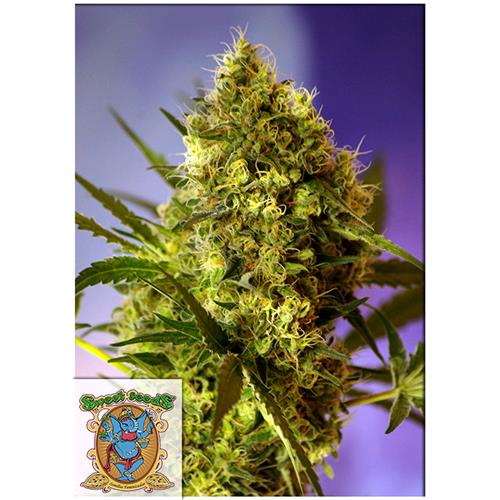 SWEET SEEDS - BIG DEVIL #2 AUTO - 5+2 SEEDS