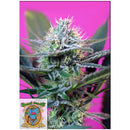 SWEET SEEDS - + SPEED AUTO - BULK 100 SEEDS