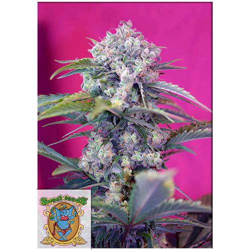 SWEET SEEDS - CREAM MANDARINE AUTO - BULK 100 SEEDS