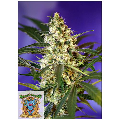 SWEET SEEDS - FAST BUD #2 AUTO - 5+2 SEEDS