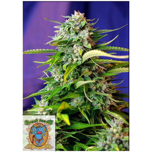 SWEET SEEDS - JACK 47 AUTO - BULK 100 SEEDS