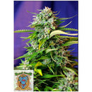 SWEET SEEDS - JACK 47 AUTO - BULK 500 SEEDS