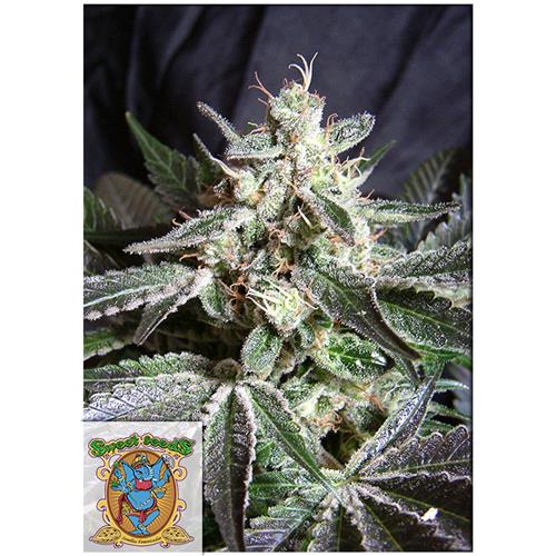 SWEET SEEDS - BLACK JACK FEM - BULK 25 SEEDS