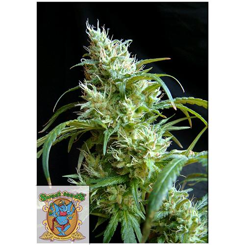 SWEET SEEDS - FLASH BACK #2 FEM - 5+2 SEEDS