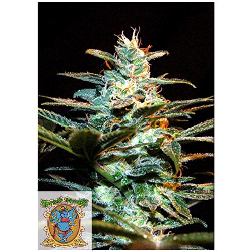 SWEET SEEDS - JACK 47 FEM - 100 BULK SEEDS