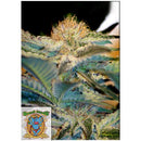 SWEET SEEDS - MOHAN RAM FEM - BULK 500 SEEDS