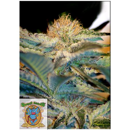 SWEET SEEDS - MOHAN RAM FEM - BULK 25 SEEDS