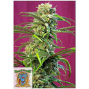 SWEET SEEDS - SWEET TAI FEM - 5+2 SEEDS