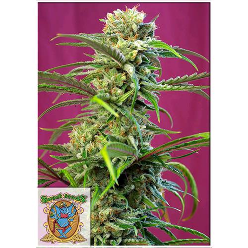 SWEET SEEDS - SWEET TAI FEM - 3+1 SEEDS