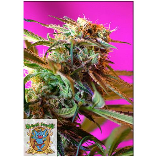 SWEET SEEDS - WILD ROSE FEM - 5+2 SEEDS