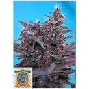 SWEET SEEDS - BLACK CREAM AUTO - 3+1 SEEDS