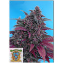 SWEET SEEDS - DARK DEVIL AUTO - 25 SEEDS