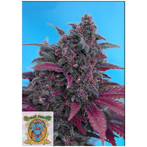 SWEET SEEDS - DARK DEVIL AUTO - BULK 100 SEED