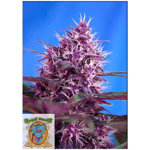 SWEET SEEDS - RED POISON AUTO - BULK 25 SEEDS