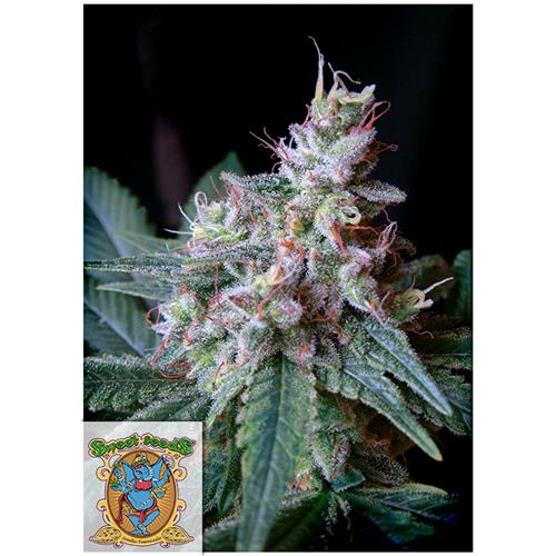 SWEET SEEDS - CREAM CARAMEL FEM - F1 FAST VERSION - BULK 100 SEEDS