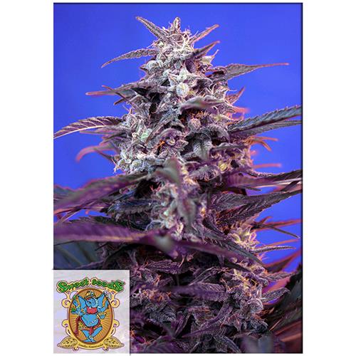 SWEET SEEDS - BLOODY SKUNK AUTO - 3+1 SEEDS