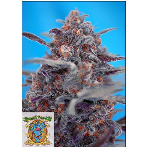 SWEET SEEDS - DEVIL CREAM AUTO - 5+2 SEEDS
