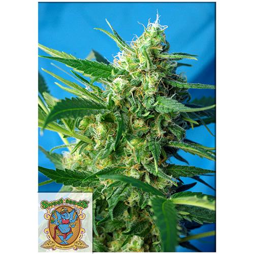SWEET SEEDS - ICE COOL AUTO - 5+2 SEEDS