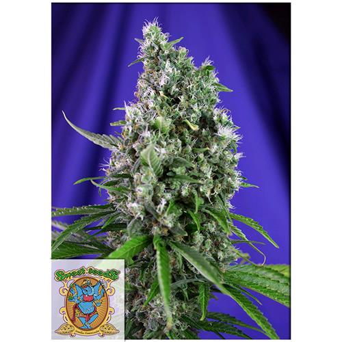 SWEET SEEDS - SWEET TRAINWRECK AUTO - 5+2 SEEDS