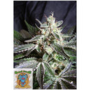 SWEET SEEDS - BLACK JACK FEM - F1 FAST VERSION - 5+2 SEEDS
