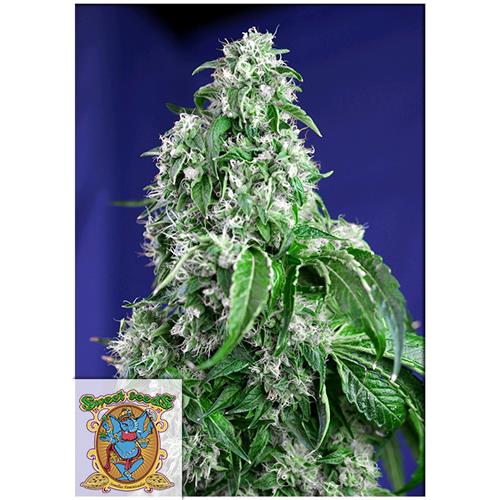SWEET SEEDS - BIG DEVIL FEM - F1 FAST VERSION - 3+1 SEEDS