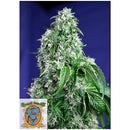 SWEET SEEDS - BIG DEVIL FEM - F1 FAST VERSION - 5+2 SEEDS