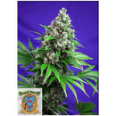 SWEET SEEDS - KILLER KUSH FEM - F1  FAST VERSION - 25 BULK SEEDS