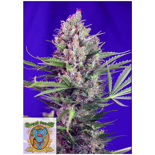 SWEET SEEDS - CREAM MANDARINE FEM - F1 FAST VERSION - 5+2 SEEDS