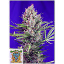 SWEET SEEDS - CREAM MANDARINE FEM - F1 FAST VERSION - 3+1 SEEDS