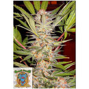 SWEET SEEDS - SAD SWEET AFGANI DELICIOUS S1 FEM - BULK 25 SEEDS