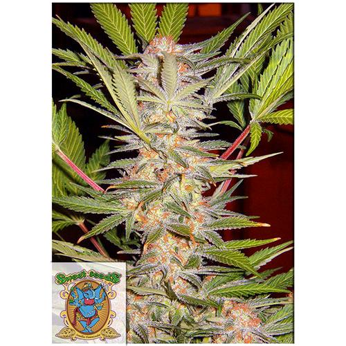 SWEET SEEDS - SAD SWEET AFGANI DELICIOUS S1 - BULK 100 SEEDS