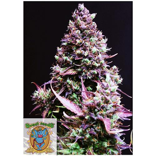SWEET SEEDS - CREAM CARAMEL AUTO - BULK 100 SEEDS