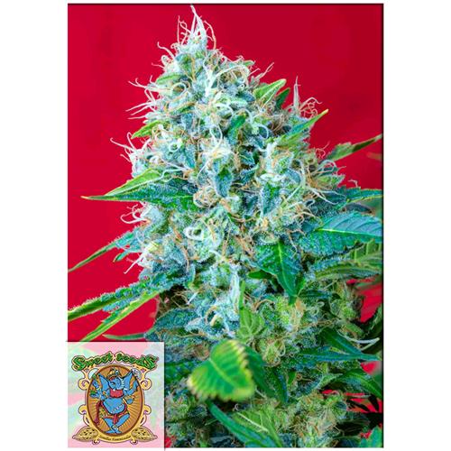 SWEET SEEDS - GREEN POISON FEM - BULK 500 SEEDS