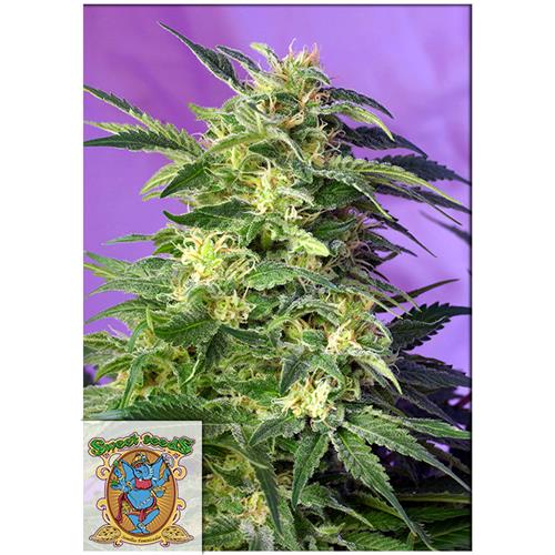 SWEET SEEDS - KILLER KUSH AUTO - BULK 500 SEEDS