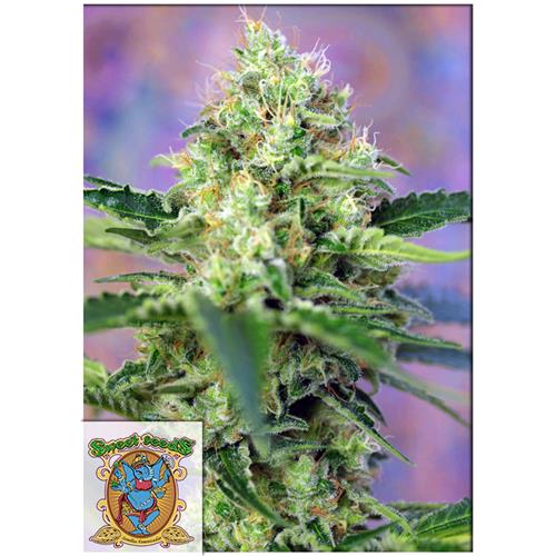 SWEET SEEDS CRYSTAL CANDY FEM - 500 BULK SEEDS