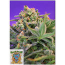 SWEET SEEDS - SWEET CHEESE FEM - F1 FAST VERSION - 5+2 SEEDS