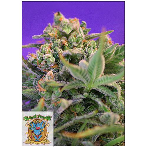 SWEET SEEDS - SWEET CHEESE FEM - F1 FAST VERSION - 5+2 SEEDS