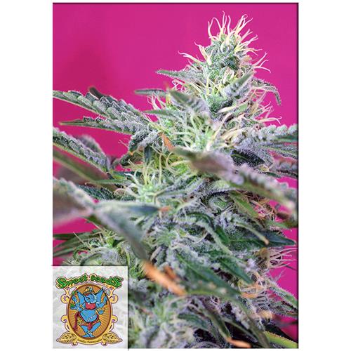 SWEET SEEDS - SWEET CHEESE AUTO - BULK 25 SEEDS