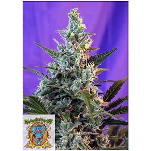 SWEET SEEDS - SWEET SKUNK AUTO - 3+1 SEEDS