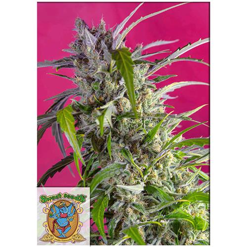 SWEET SEEDS - CRYSTAL CANDY AUTO - BULK 100 SEEDS